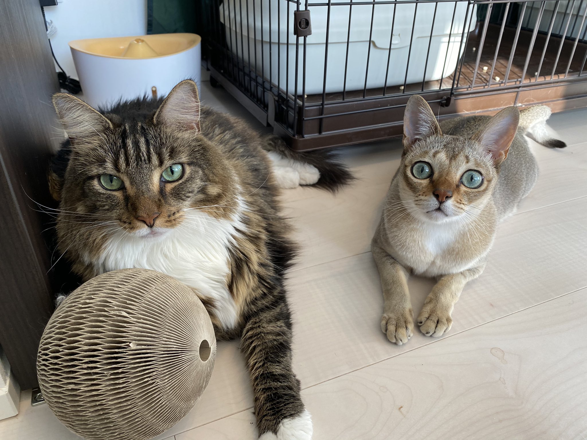 キャットアパートメントコーヒー 元 町家猫カフェ A Twitter 家猫で一番大きいメインクーン 家猫で一番小さいシンガプーラ どっちもカワイイ上に 一緒にいるとなおさらカワイイ T Co abxnr6po Twitter