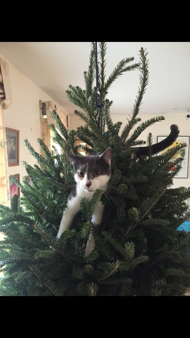 Teresa Smith, MPH tweet media