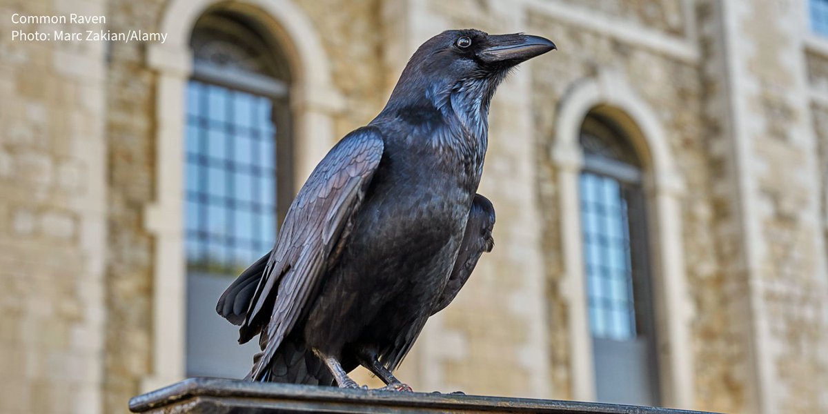 тауэрские вороны. тауэрские вороны. шесть воронов лондонский тауэр. тауэр в лондоне вороны. тауэрские вороны.