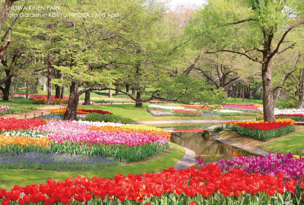 国営昭和記念公園 年賀状用の画像をご用意しました 休園中に撮影した サクラ チューリップ 色々なフォトスポットに挑戦した今年の一枚として なないろベンチ を選びました 年賀状の準備はまだという方は ぜひ参考にしてください
