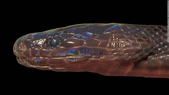 ゲーミングヘビ 虹色の光沢を放つ新種ヘビがベトナムで発見 構造色への興奮からオーストラリアの神話まで話題を広げる皆さん Togetter