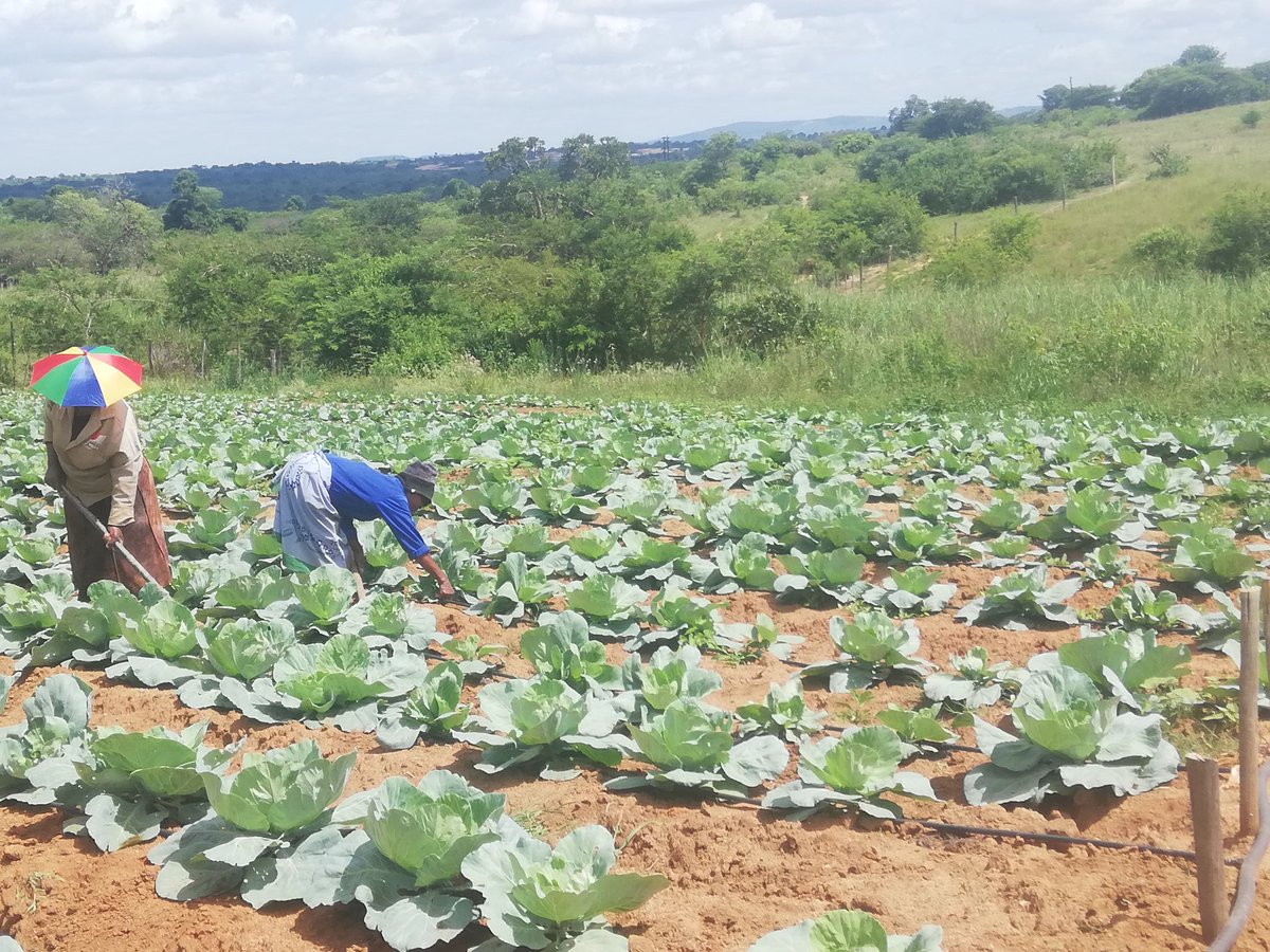 BenicaTheFarmer's tweet photo. Deweeding
#Clean field
#Farming
#CabbageGrower
#Bushbuckridge
#Mpumalanga
#FarmDespiteAllOdds
#BorntoFarm https://t.co/HsSx2vjMpp