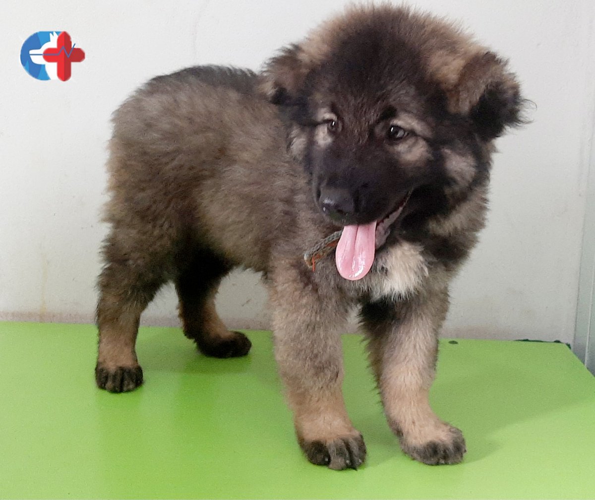 CarotidVet's tweet photo. Get well soon Marley🥺🐶
#carotidvet #caucasian #puppy #sick #animals #thursday #getwellsoon #petcare #care #sad #nigeria #lagos #lagosdogs #unityestate #egbeda #alimosho #africa #doglover #dogs #veterinarian #goodmorning #life #doglove #caucasianshepherd #ilovemydogs #mydogs https://t.co/MfjmQovVod