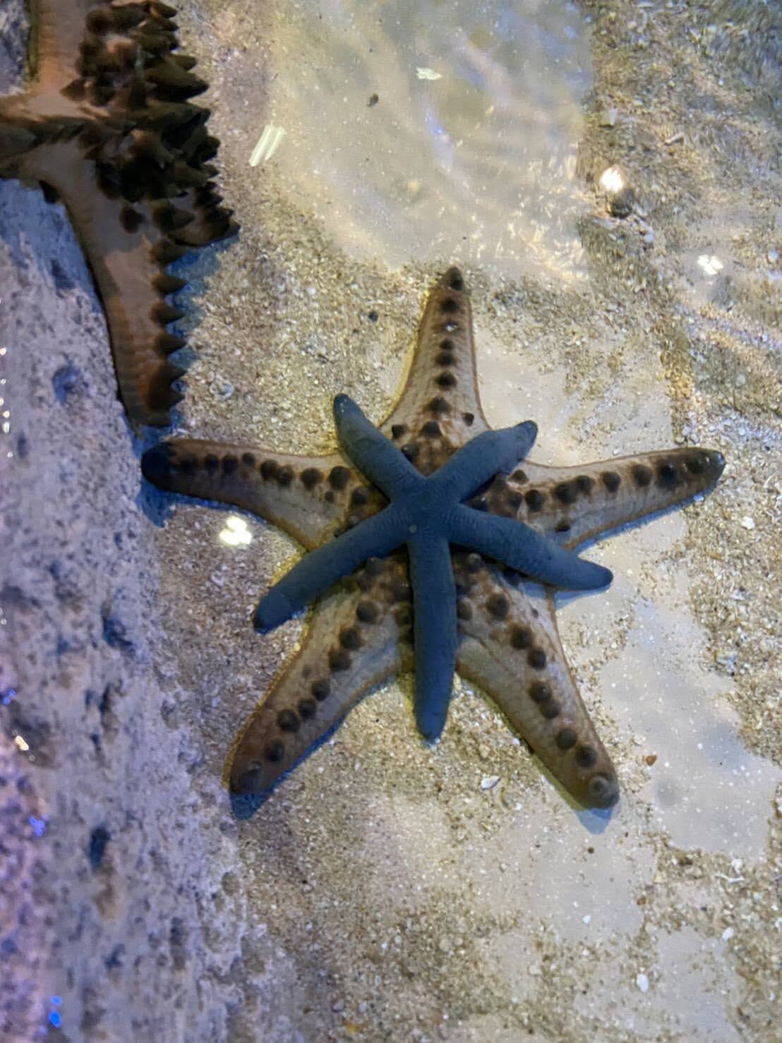Dmmかりゆし水族館 館内2階のタッチプールでは様々な種類のヒトデを実際に触れていただけます 重なっているのはコブヒトデ 下 とアオヒトデ 上 です アオヒトデは名前の通り青い個体が多いですが 自然界では緑色やオレンジ色の個体も生息しています Dmmかりゆし水族館 館内2階のタッチプールでは様々な種類のヒトデを実際に触れていただけます 重なっているのはコブヒトデ 下 とアオヒトデ 上 です アオヒトデは名前の通り青い個体が多いですが 自然界では緑色やオレンジ色の個体も生息しています