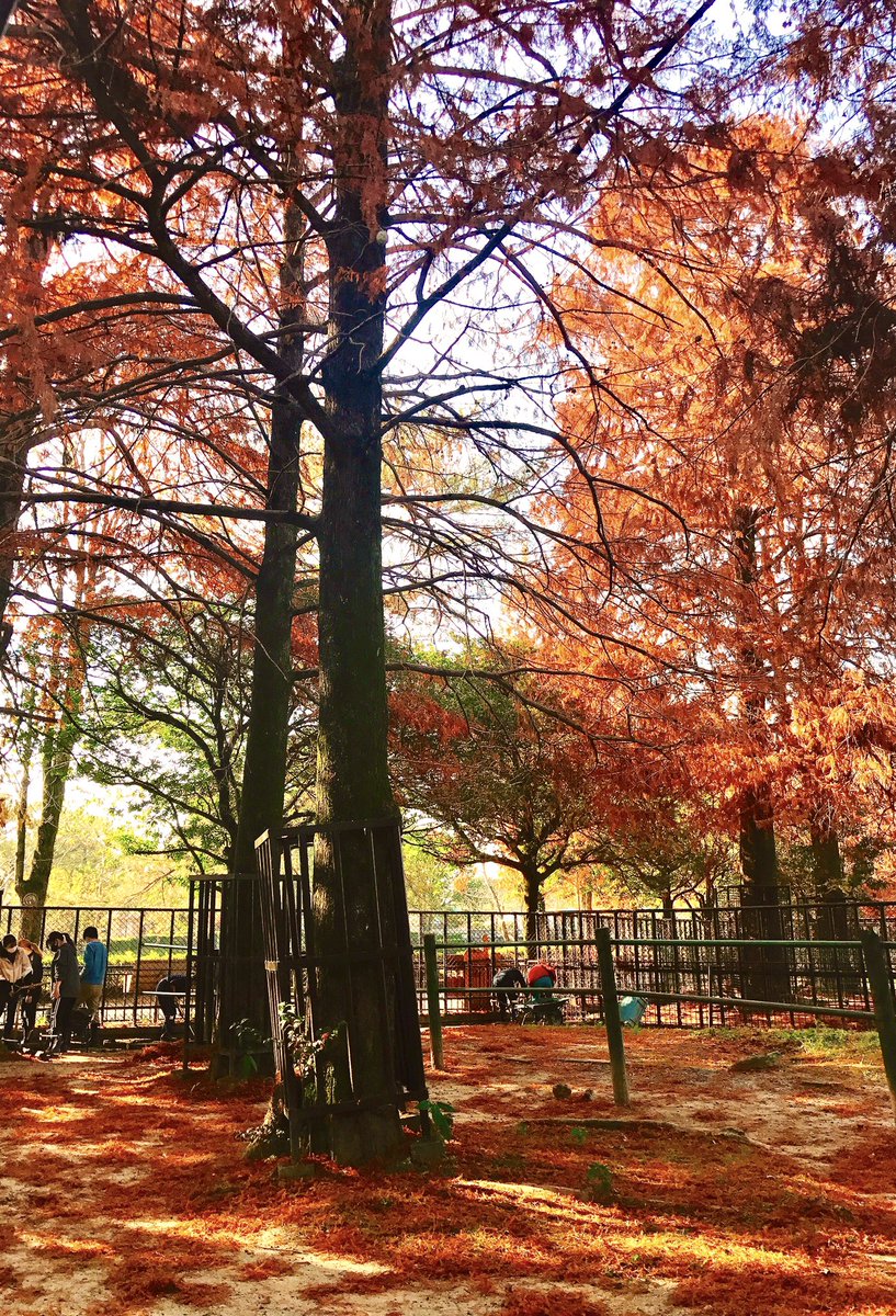 kumamotocityzoo's tweet image. 落葉の季節は美しいのですが、困った事もあります。
獣舎の排水溝に流れ込んで、詰まってしまうのです。

今日は、東海大学農学部の皆さんと、九州動物学院の皆さんに手伝って貰って、大掃除をしました。

お蔭さまでキレイになりました✨
助かりましたー！！

#熊本市動植物園  #大掃除