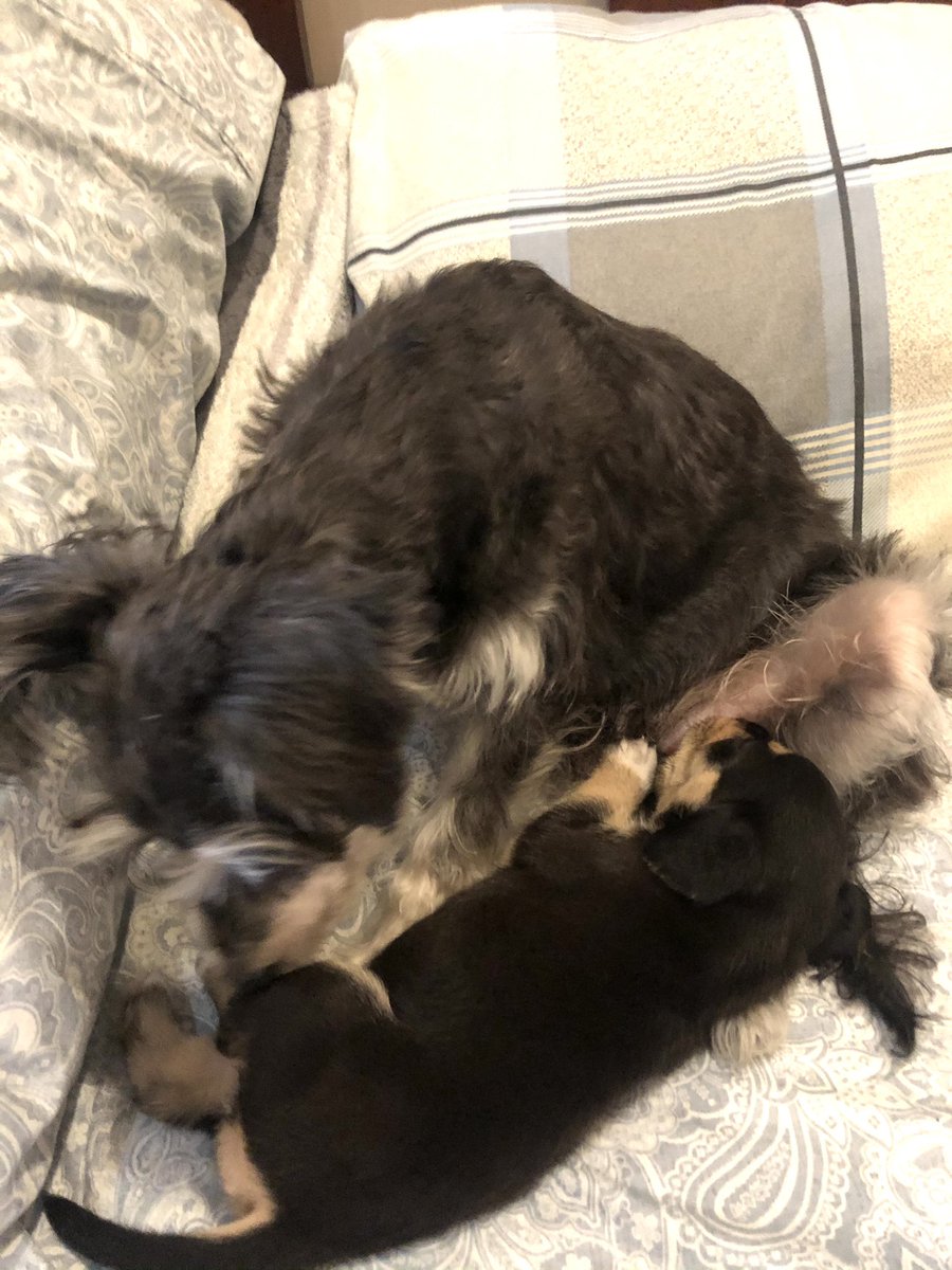 Ogee Atos tweet media