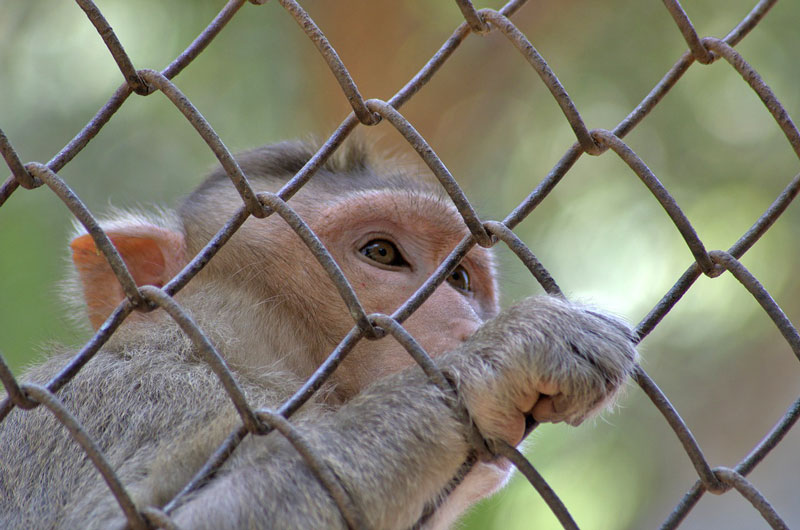edu_mente's tweet photo. Hoy 10 de diciembre se celebran:

✴️  El Día de los #DerechosHumanos.

✴️  El Día Internacional de los #DerechosDeLosAnimales.

Visite: https://t.co/TqNr6FONg3 https://t.co/jn4x697nZQ