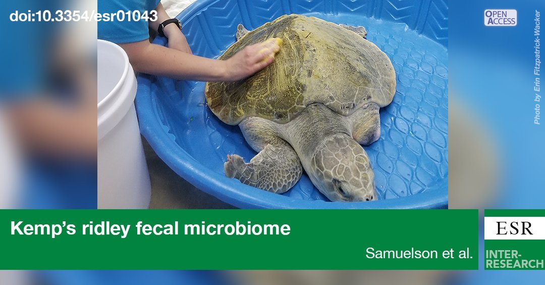 NEW RESEARCH from the Institute for #Marine #Mammal Studies, US analyse the use of #antibiotics in #rehabilitation programs, emphasising the importance of minimising the length of hospital time for sick and injured #sea #turtles 🐢 Read the full paper 👉tinyurl.com/yydqoo8o