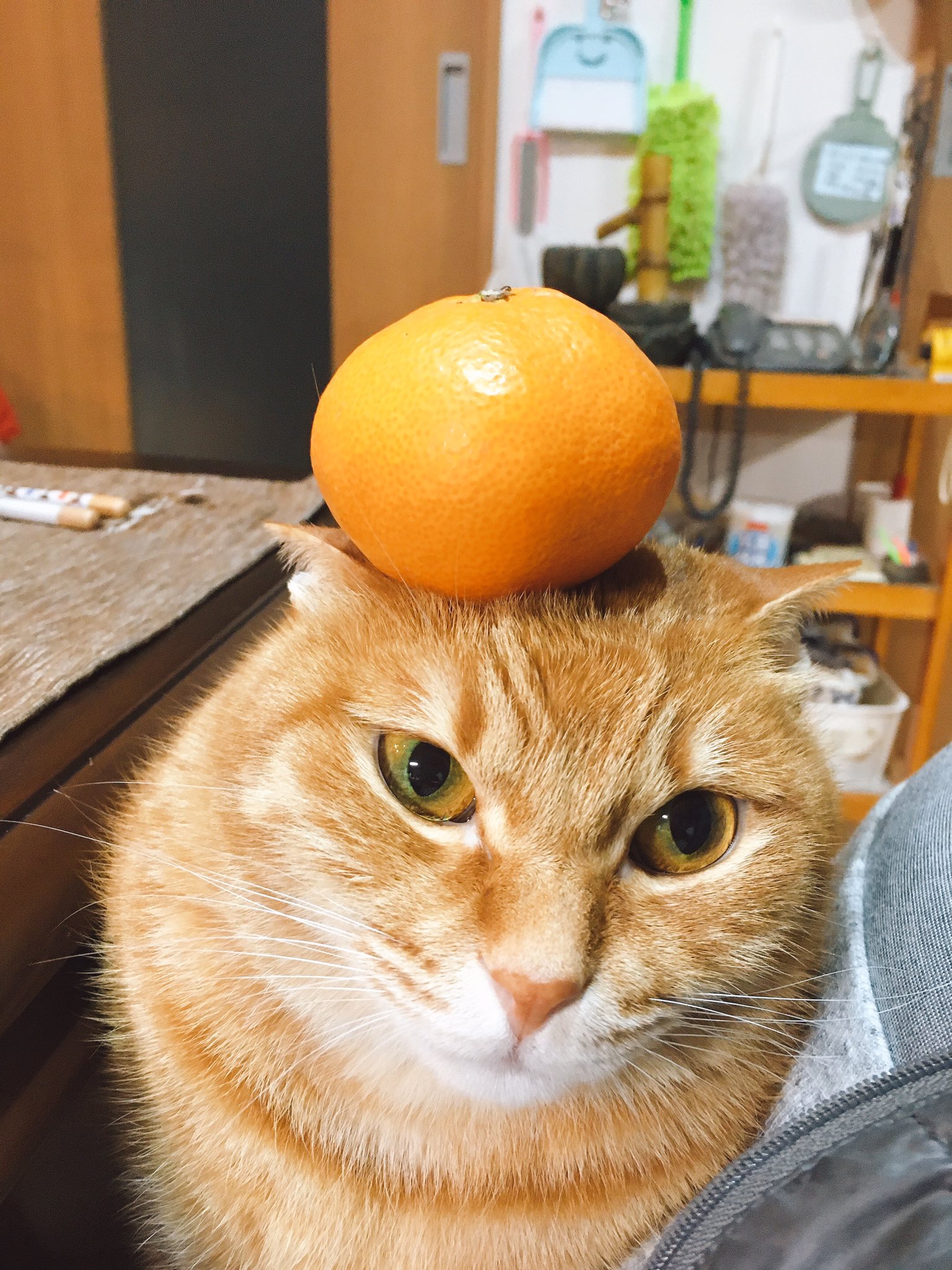 洋菓子処亀戸ましゅまろ亭 ましゅまろ亭劇場 みかんを乗せる猫社長 だいぶ難しいバランス T Co Fvp0uqvktt Twitter