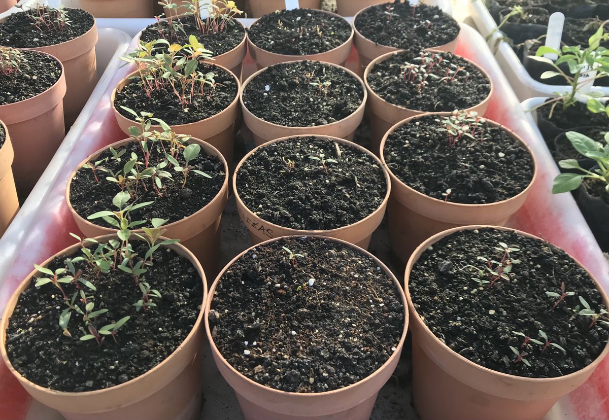 Diferencias en la respuesta de yuyos a herbicidas pré emergente.#Palmeri#hybridus#tuberculatus ⁦⁦<a href="/MalezasU/">Malezas Uruguay</a>⁩