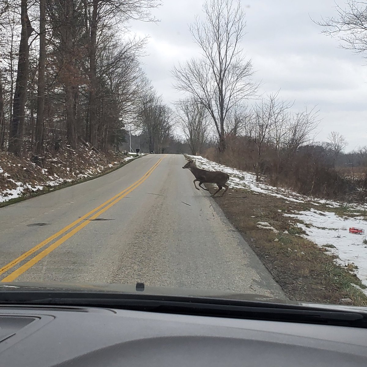 keith55082's tweet photo. @AndreaNBC4 speaking of traffic the deer are at the point where the bucks are flowing the does around paying no attention to whether there's cars coming or not so watch out in the mornings and evenings https://t.co/2C7qZGFcea
