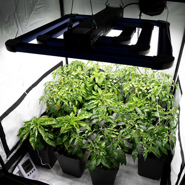 IN STOCK!!  
Maxibright Daylight 300w LED!
▪️Light distribution optimised for a 1m x 1m area.
▪️Dimmable- 20%, 40%, 60%, 80%, 100%
▪️Total output- 690 umol/s

#progrow #maxibright #ledlights #Devon