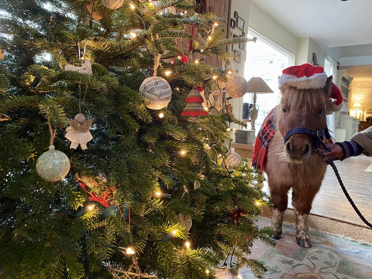 _SadieNash's tweet photo. #QEHSantaPaws Mouse in the house 🎄 @TeamQEHStaff https://t.co/yC2UNc8uQl