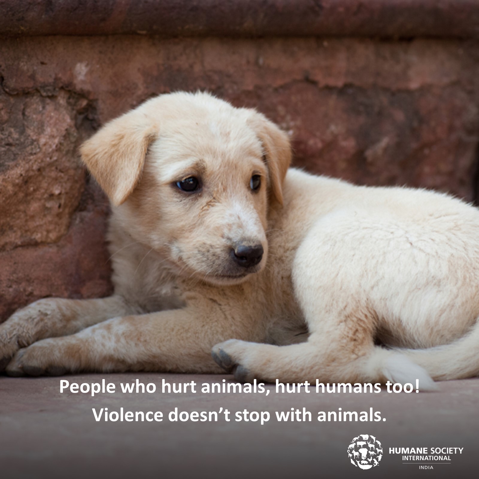 HSI/India on Twitter: HSI/India on Twitter:
