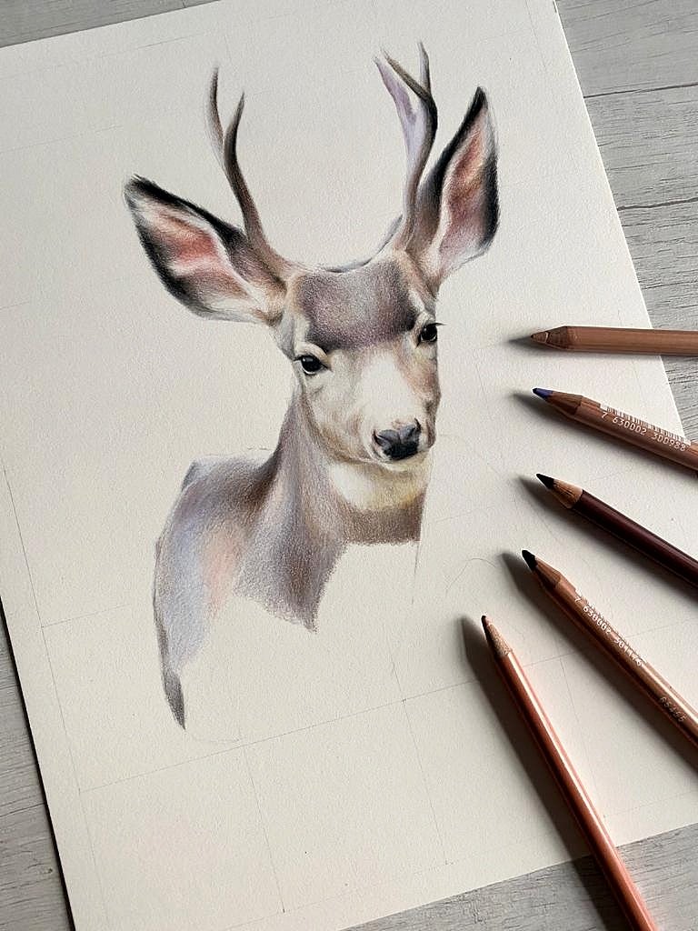 The deer is coming along!
What's your favorite wild animal to draw?

#deer #Christmas #coloredpencil #art #commissionsopen #wildlifeportrait