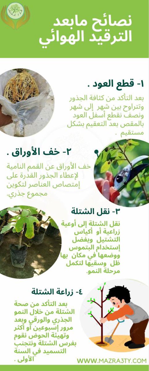 لكثرة الاسئلة عن ما بعد #الترقيد_الهوائي
أدناه سلسلة للمحافظة ما بعد الترقيد الهوائي 
 ١. قطع العود....