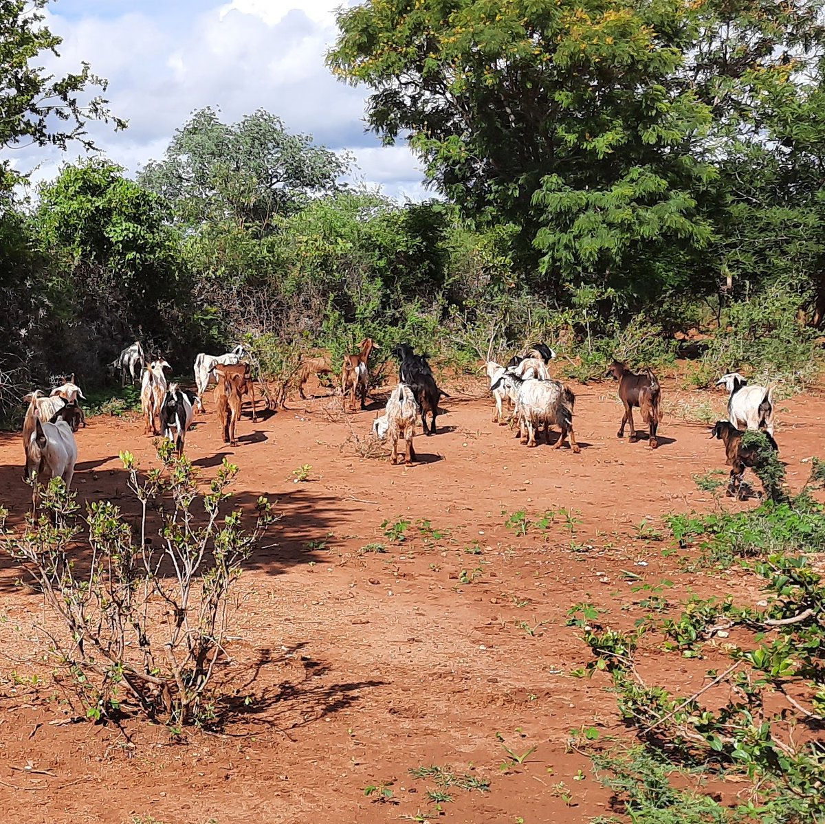 MichaelDawes01's tweet image. Members of Nkosikazi Irrig Schm pay monthly M&amp;amp;E subs but needed other revenue stream. #MELANA_Mkts intrdcd the goat breed imprvmnt model. 32 Kalahari Red kids hv bn born. Sales planned4 end Dec #MELANA_Mkts @apt_zimbabwe @WHHZimbabwe @ZRBFZIM @UKinZimbabwe @euinzim @SwedeninZW