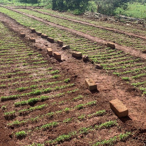 MichaelDawes01's tweet image. #Kacholo contracted Malaga Chili at Nkosikazi Irrigation scheme.  The crop has picked up considerably since the start of the rains. Also shown are seedbeds for the incoming crop #MELANA_Mkts @apt_zimbabwe @WHHZimbabwe @ZRBFZIM @UKinZimbabwe @euinzim @SwedeninZW