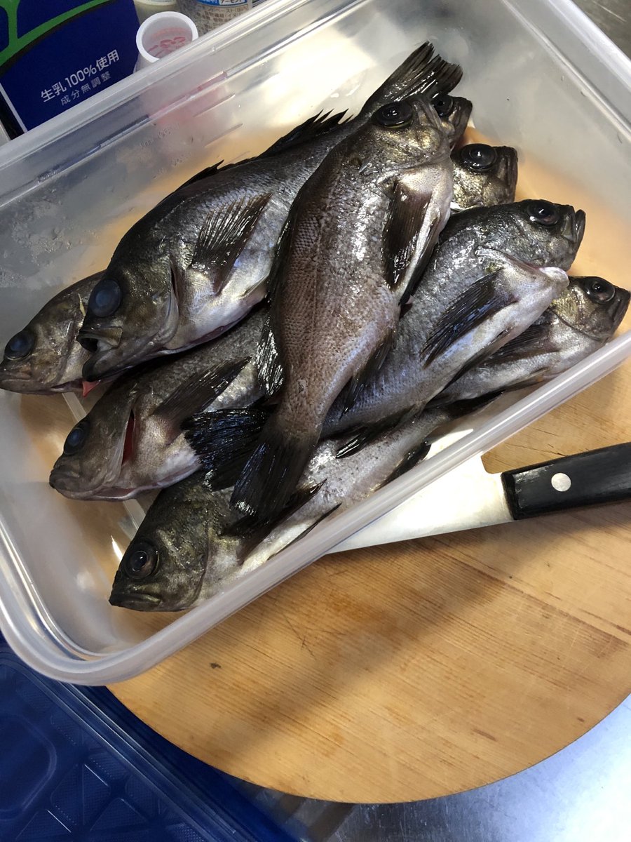 メバルを煮るかなー ねこたススムのイラスト