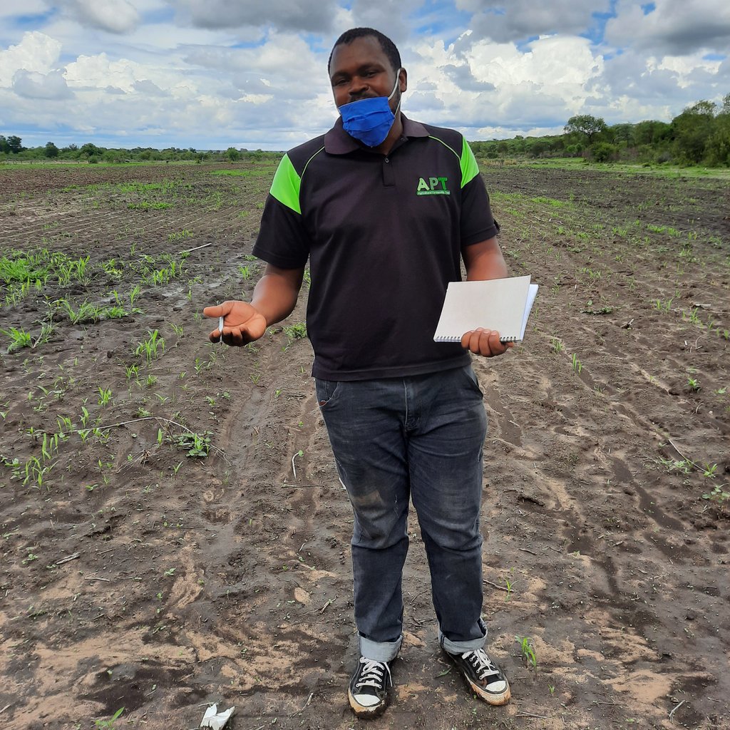 MichaelDawes01's tweet image. #MELANA_Mkts Mathabiswana gp in Umguza started 2016 w @EXPORTTRADING sesame prodctn. In 2019 t 23 member gp ws contractd2 @BuntuPvt delivrng 54MT. This season plantng 18.5ha. Also contracted2 local threshing bizns on 20ha @apt_zimbabwe @ZRBFZIM @UKinZimbabwe @euinzim @SwedeninZW