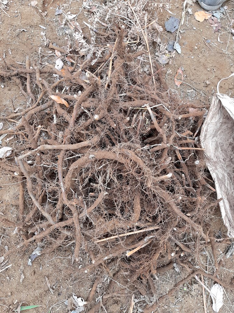 宮寺ふくろうの丘公園で @kamosdeepforest わらびの根を掘りました