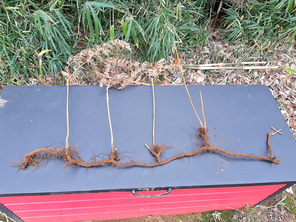 箱いっぱい　平凡なワラビの根　わらび根っこ　苗 箱いっぱい 平凡なワラビの根 わらび根っこ 苗 【公式通販】