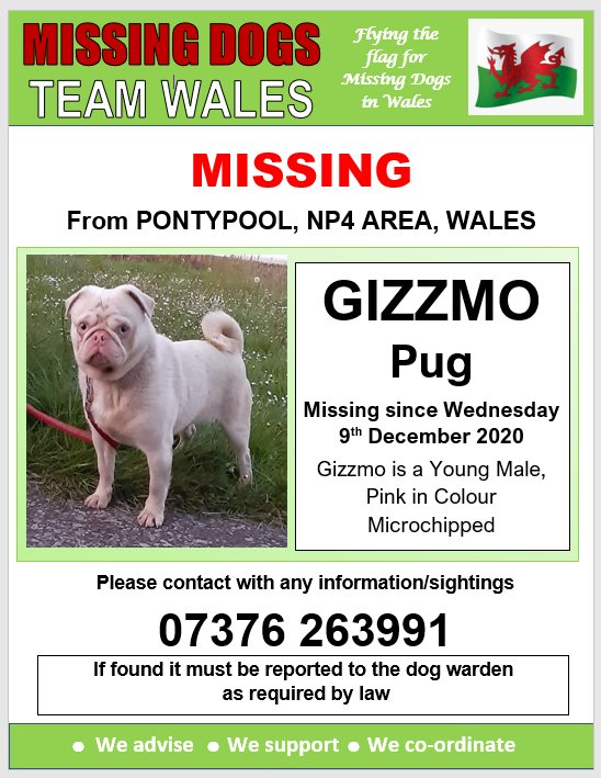 gelert01's tweet photo. #GIZZMO missing 09/12/2020 #Pontypool #NP4 area #WALES #Chipped @MissingPetsGB @rosiedoc666 @veryluckypugs @RachaelB100 @ChrstinaKelly @CarolPoyerPeett @PontypoolBoxing @PontypoolComCou @pontypooldragon @PontypoolGC @PontypoolMovie @PontypoolParish @bs2510 @KarenFi51820768 https://t.co/5yRolFTvG5