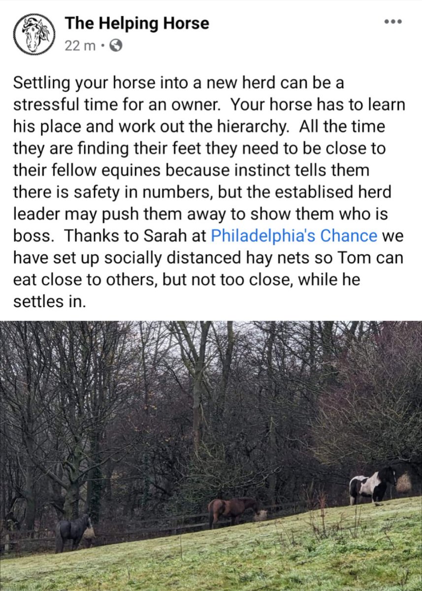Phillys_Chance's tweet photo. Settling new horses in to a herd needs enough space, enough hay and enough time. Our socially distanced hay nets normally do the trick 💜 https://t.co/yBRX6wjSdL