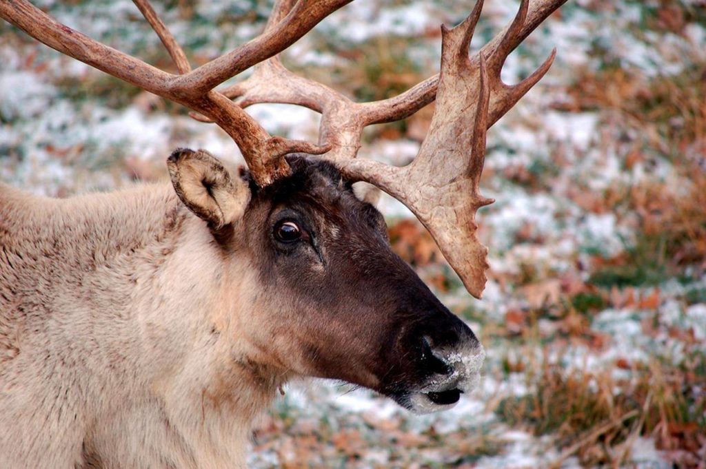 CherylMorrisW's tweet photo. "This is a direct testament to the power of people taking action to protect #caribou #habitat and #OldGrowth #forests.”
#BCTimberSales, the #government agency responsible for #auctioning off #LoggingPermits, had planned 14 #cutblocks in or near #ArgonautCreek, which is part... https://t.co/DS1ftEvkGJ