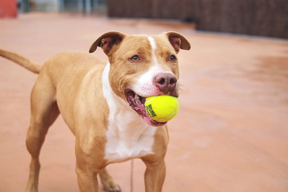 protemataro's tweet photo. En Conan té 6 anys i ja fa masa temps que espera una família.... Ser de la seva raça no li posa les coses fàcils... En algun lloc hi ha d'haver una família per ell... Podeu preguntar pel Conan a info@protectoramataro.org #adoptaunppp #ungoscomqualsevolaltre #nosonculpables https://t.co/pbiw1Qmykk