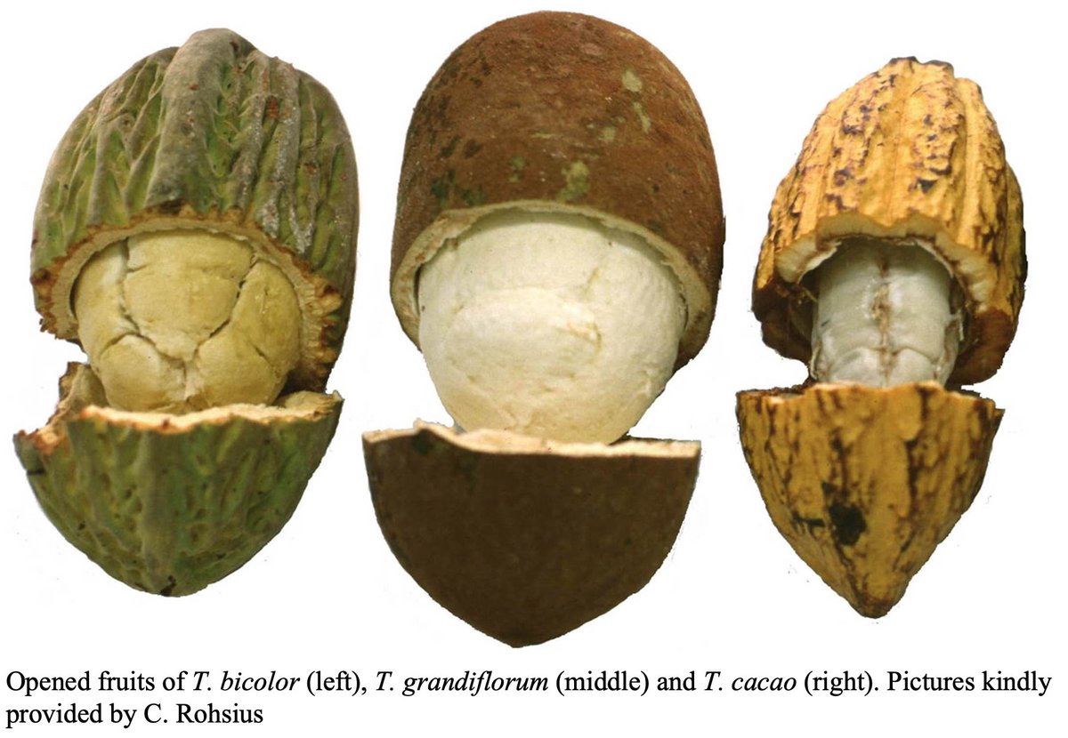 In einer Special Section gedenkt <a href="/JAB_FQ/">Journal of Applied Botany and Food Quality</a> ihrem langjährigen Mitglied Prof. Dr. Reinhard Lieberei. Weggefährten*innen &amp; Schüler*innen widmen ihm Forschungsartikel &amp; steuern Beiträge zum Fachgebiet ihres Mentors bei. #openaccess  ojs.openagrar.de/index.php/JABF…
