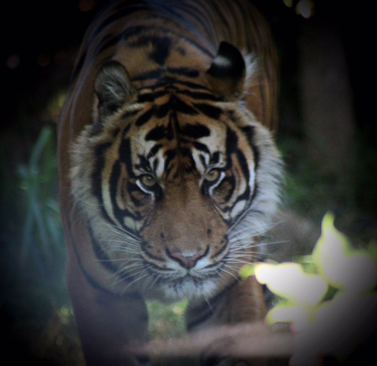 CMemories73's tweet photo. Some pics from the backlog of photos
Sumatran tiger courtesy of @zsllondonzoo #tiger #photography #bigcats #cutefactor https://t.co/dKHug7NCpm