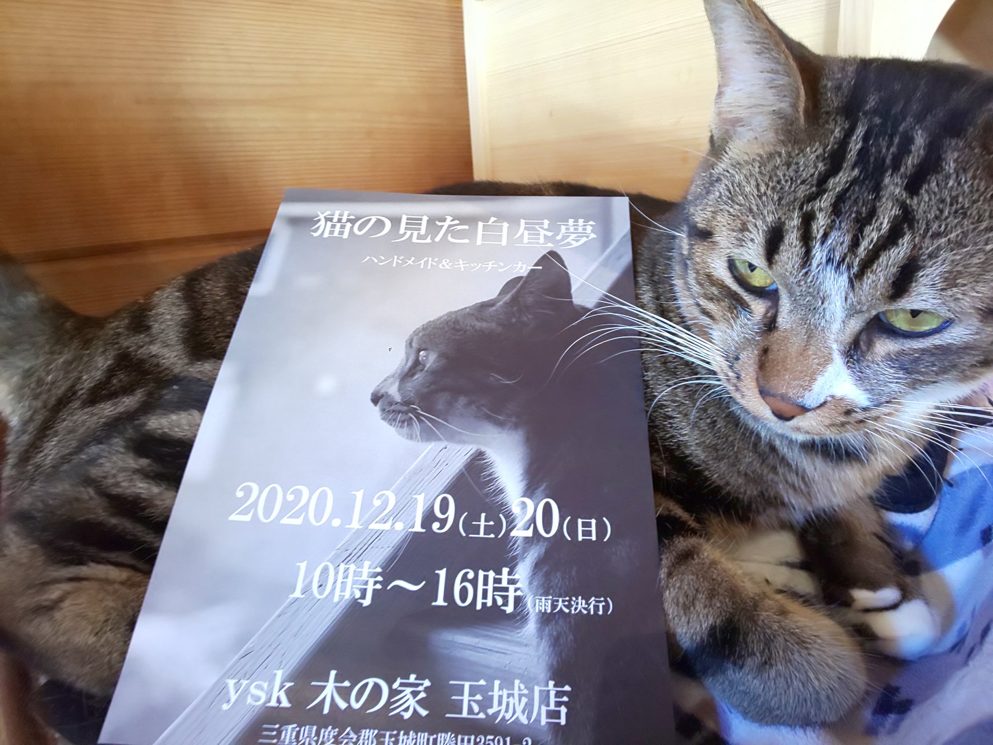 ねこ達のいえ 保護ねこカフェ7周年 12月19日 土 日 日 の二日間 隣接のレストラン木の家 現在休業中 内にて ハンドメイドマルシェ 猫の見た白昼夢 が開催されます 沢山のハンドメイドグッズが並びます 両日10時 16時 雨天決行 で ねこ達のいえ 保護ねこカフェ7周年 12月19日 土 日 日 の二日間 隣接のレストラン木の家 現在休業中 内にて ハンドメイドマルシェ 猫の見た白昼夢 が開催されます 沢山のハンドメイドグッズが並びます 両日10時 16時 雨天決行 で