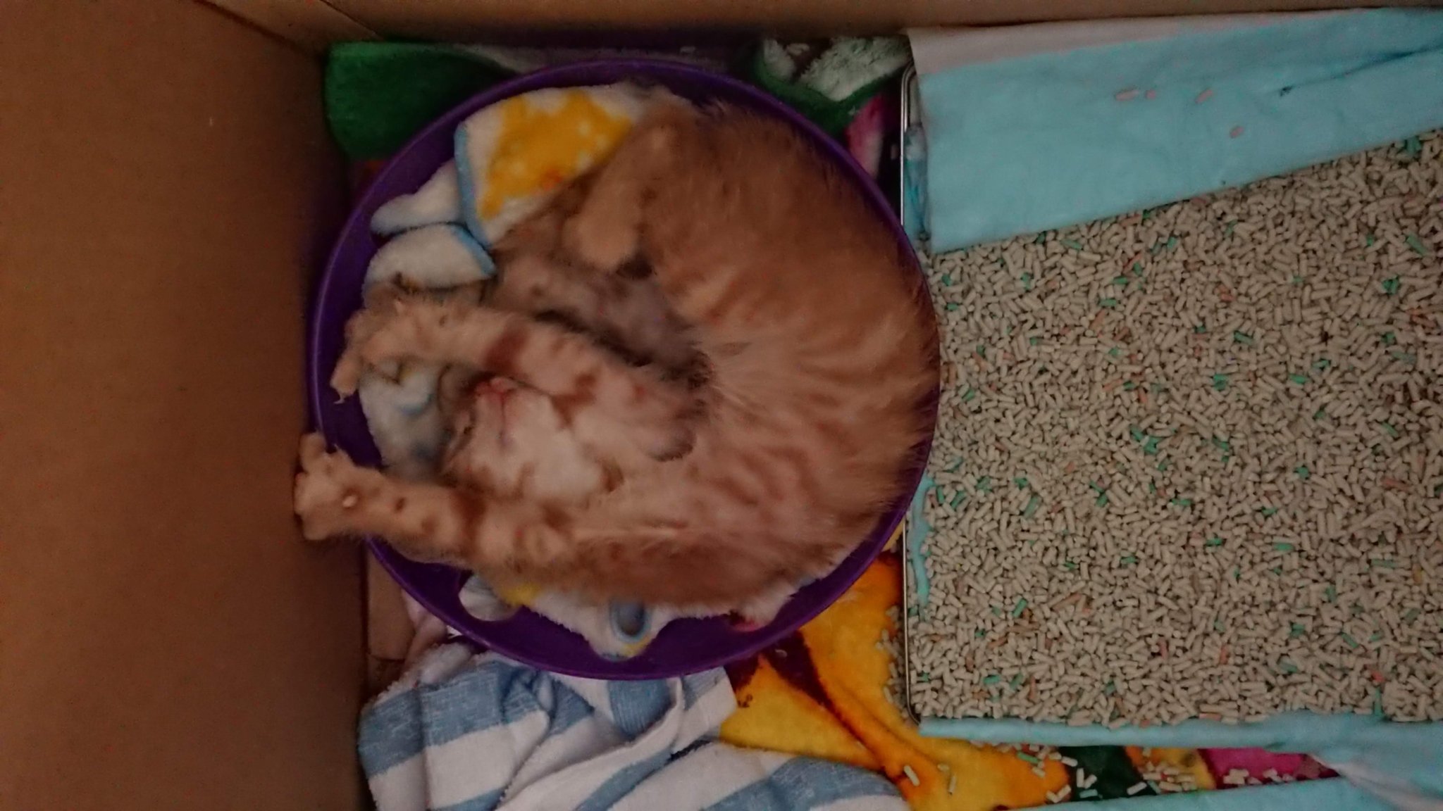 神崎みゆ 初心に戻りました これ見た人は子猫の成長した画像貼れ 我が家の子猫です 4月末生まれ 推定 です 1枚め 拾ったとき 5月末 2枚め 拾ってすぐ 3枚め 拾って1ヶ月くらい 4枚め 生後半年くらい まだ1歳にもならないのに 神崎みゆ 初心に戻りました これ見た人は子猫の成長した画像貼れ 我が家の子猫です 4月末生まれ 推定 です 1枚め 拾ったとき 5月末 2枚め 拾ってすぐ 3枚め 拾って1ヶ月くらい 4枚め 生後半年くらい まだ1歳にもならないのに