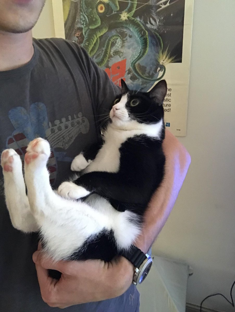 Meow Moe on X: "Sully enjoys being held like a baby when I get home from  work #Cats #Cat #Kittens #Kitten #Kitty #Pets #Pet #Meow #Moe #CuteCats  #CuteCat #CuteKittens #CuteKitten #MeowMoe https://t.co/7xgq8cd85u