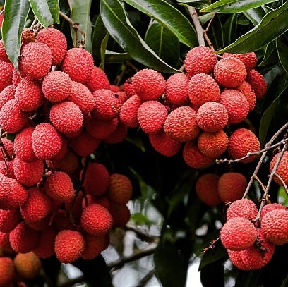 AgralisServices's tweet photo. Nous sommes actuellement en pleine saison du #litchi 😋
Ce délicieux #fruit #exotique va très bientôt s’inviter sur nos tables de #Noël 🎄
Cet #arbre #tropical est originaire de #Chine 🇨🇳
#eau #irrigation #sentek #sentektechnologies #economie #agtech #agriculture #arboriculture https://t.co/BzayggZDiT