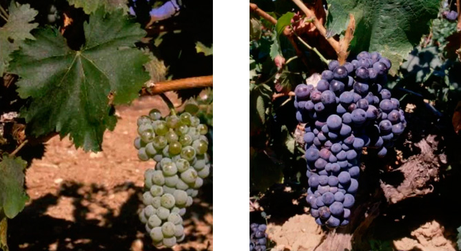 lagacetadelvino's tweet photo. Las #variedades de #uva Castellana blanca y #morate se postulan como el futuro de los @VinosdeMadridDO para elaborar #vinos diferenciadores.
Te lo cuenta @S_Molina_
@PT_Vino
https://t.co/d1BtRVXMzD https://t.co/V0gSS9O62n