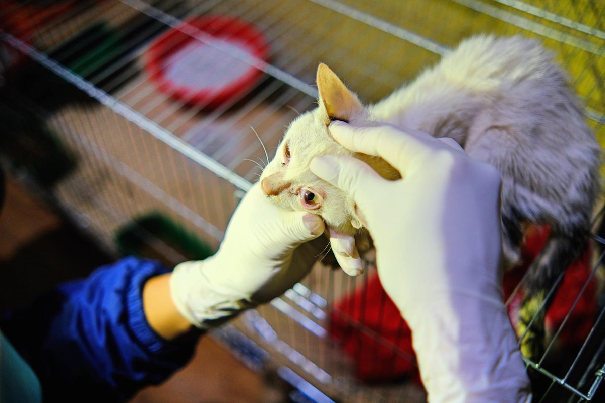 🐶🐈  Cat and Dog Slaughterhouse - CLOSURE CONFIRMED FOR NEXT WEEK❗

After months of talks and planning, we are incredibly happy to report that we will go ahead with the closure on Tuesday 15th December! 

Please help us with this mission ➡  bit.ly/3lQ6XS5