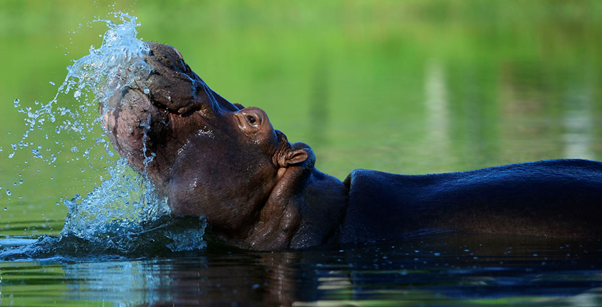 2/13 Now numbering as many as 60, the population towers above the original four individuals. The author asks whether these hippos could bring benefits that balance any potential negatives, as well as what questions these hippos raise in a world where natural spaces are shrinking