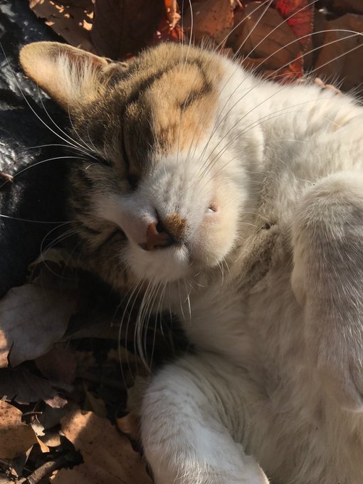 死んでしまおうのtwitterイラスト検索結果