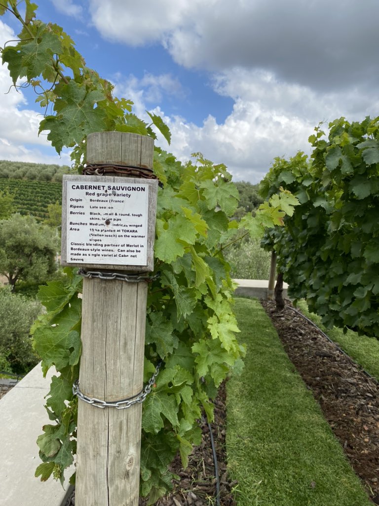 TokaraWine's tweet photo. #BestInSA #StellenboschCab #TokaraWine #AwardWinningWine https://t.co/e2Z5lhutZI