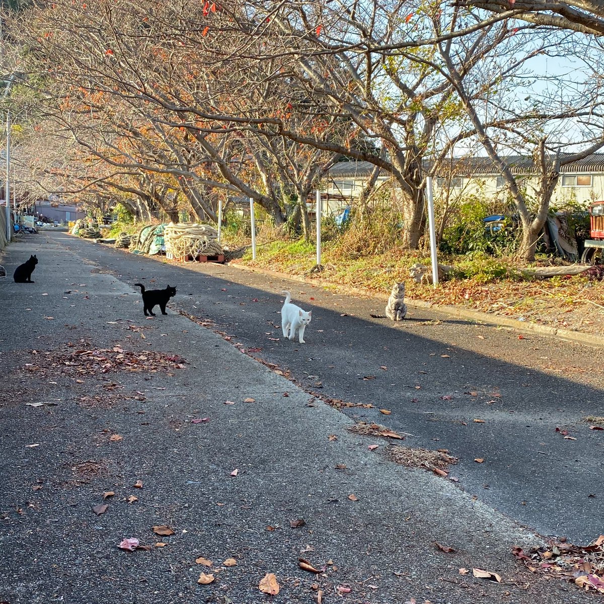 協同組合 関西技術協力センター なんかジャケ写みたいでカッコいい 笑 ねこ ネコ 猫 ぬこ Cat Meow Kitchen Kitty Neko Discovery 琵琶湖 沖島 Lake Island 協同組合 関西技術協力センター なんかジャケ写みたいでカッコいい 笑 ねこ ネコ 猫 ぬこ Cat Meow Kitchen Kitty Neko Discovery 琵琶湖 沖島 Lake Island