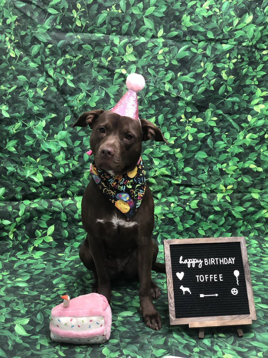inc0gnic0's tweet photo. absolutely SOBBING at the birthday photoshoot toffee’s daycare had https://t.co/9hQspMBqLg