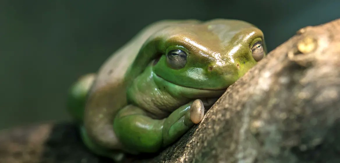 FrogsDaily3's tweet photo. Frogs 78 and 79 :) https://t.co/7y1BL23v2R