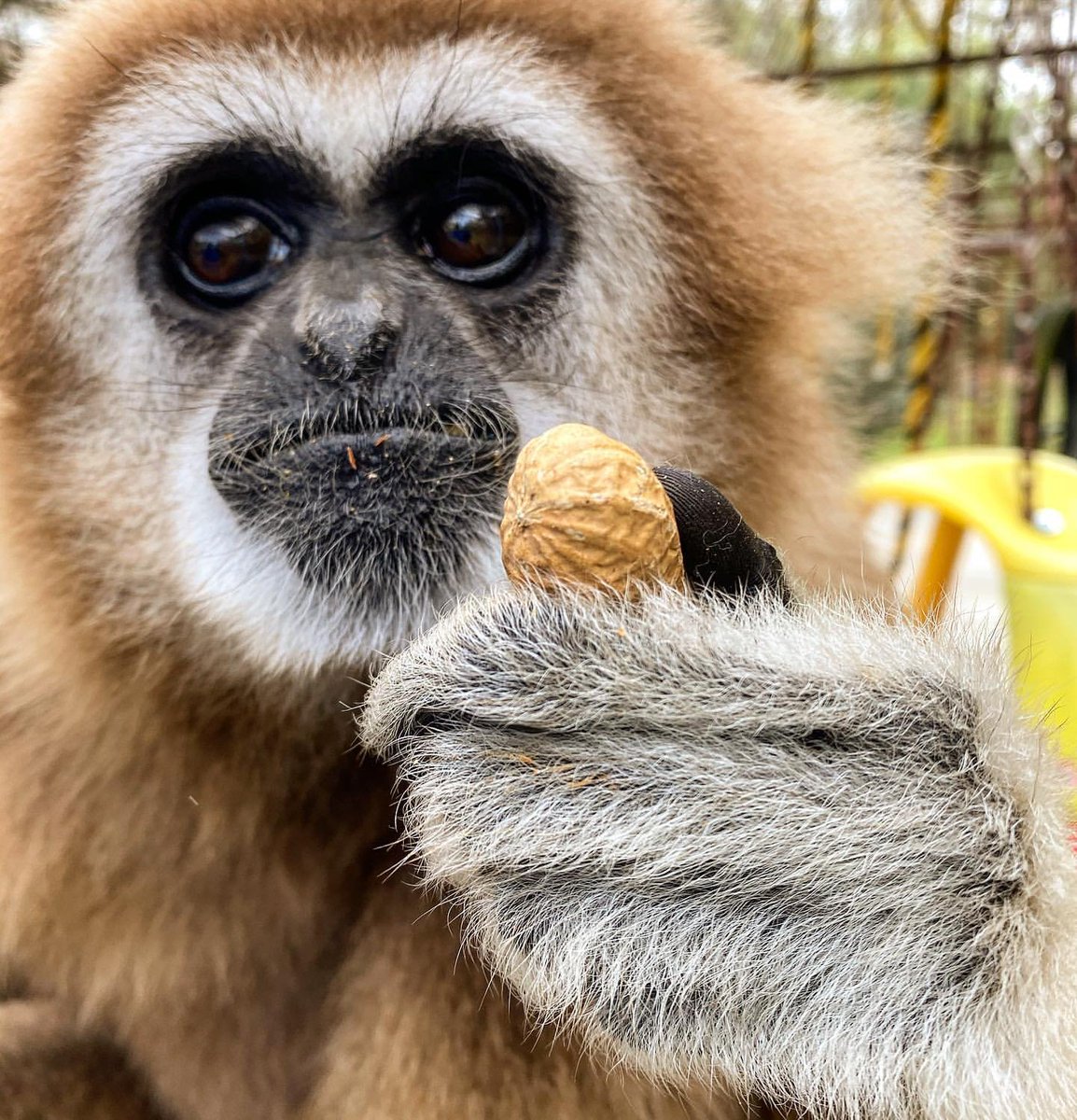 gibbonposting's tweet photo. will you take my gift of a peanut..? https://t.co/7PUcNPRKr7
