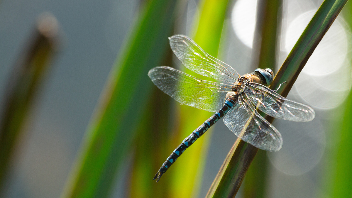 Wetlands are a haven for the biodiversity that supports all life; 40% of all species rely on freshwater wetlands, including us. More here >  https://www.wwt.org.uk/discover-wetlands/waterlife-online/2020/06/13/what-is-biodiversity-and-why-do-we-need-it/18973/