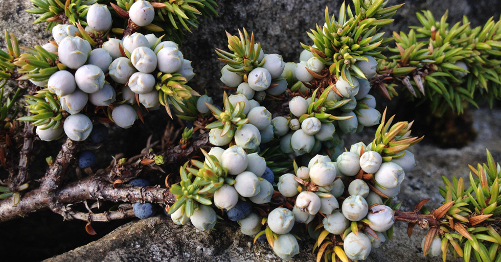 Plantlife (@love_plants) on Twitter photo Plantlife will scrape and sow rare and threatened juniper back into the countryside thanks to <a href="/HeritageFundUK/">The National Lottery Heritage Fund</a> #GreenRecoveryChallengeFund support for innovative #conservation in #Wiltshire & #Oxfordshire bit.ly/33TRQkD Plantlife will scrape and sow rare and threatened juniper back into the countryside thanks to <a href="/HeritageFundUK/">The National Lottery Heritage Fund</a> #GreenRecoveryChallengeFund support for innovative #conservation in #Wiltshire & #Oxfordshire bit.ly/33TRQkD