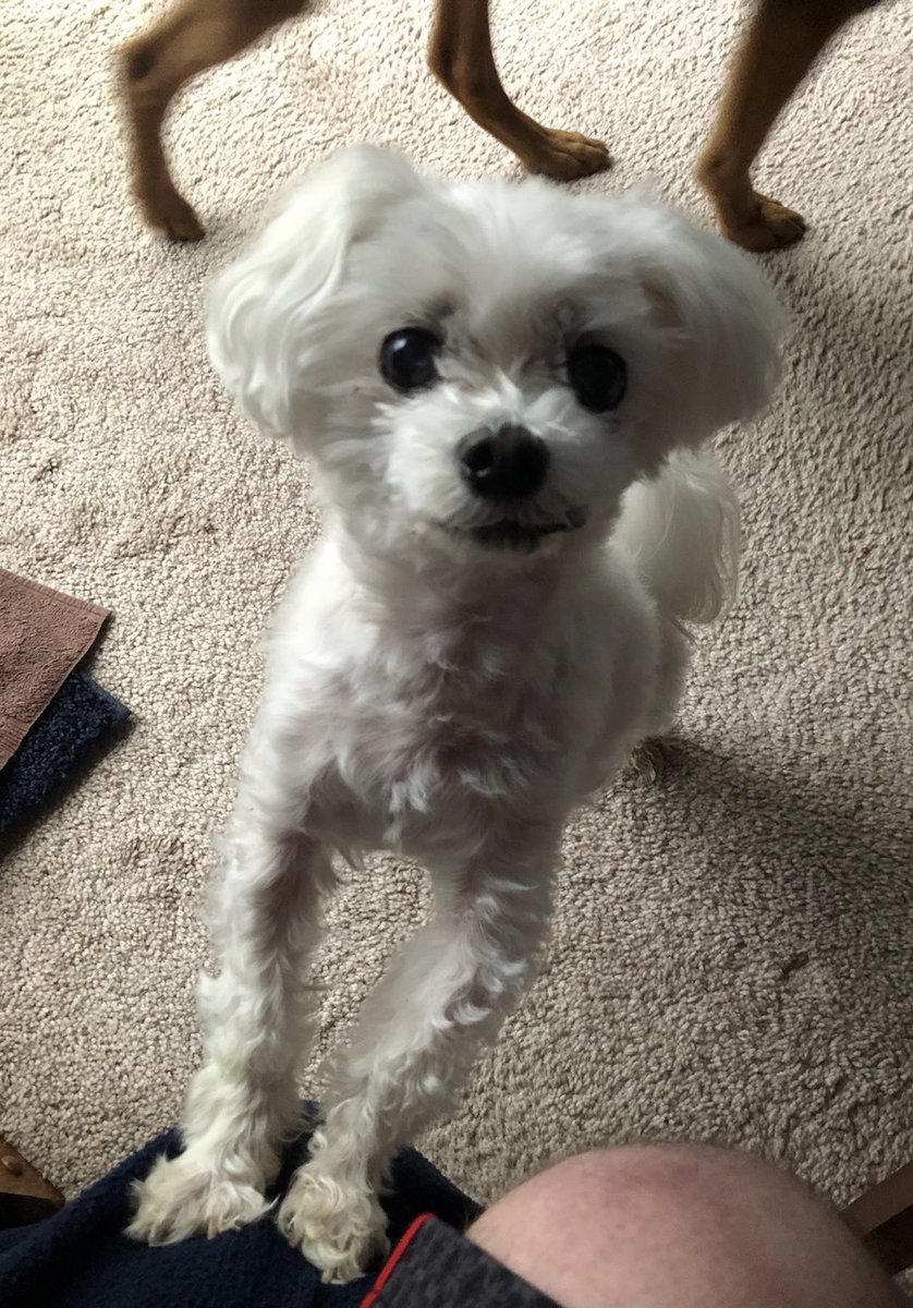 Marceeeya's tweet photo. @emilypetterson This is Clayton Bear, all of 6 lbs and 81 dog years! https://t.co/CVDLcUfV6o