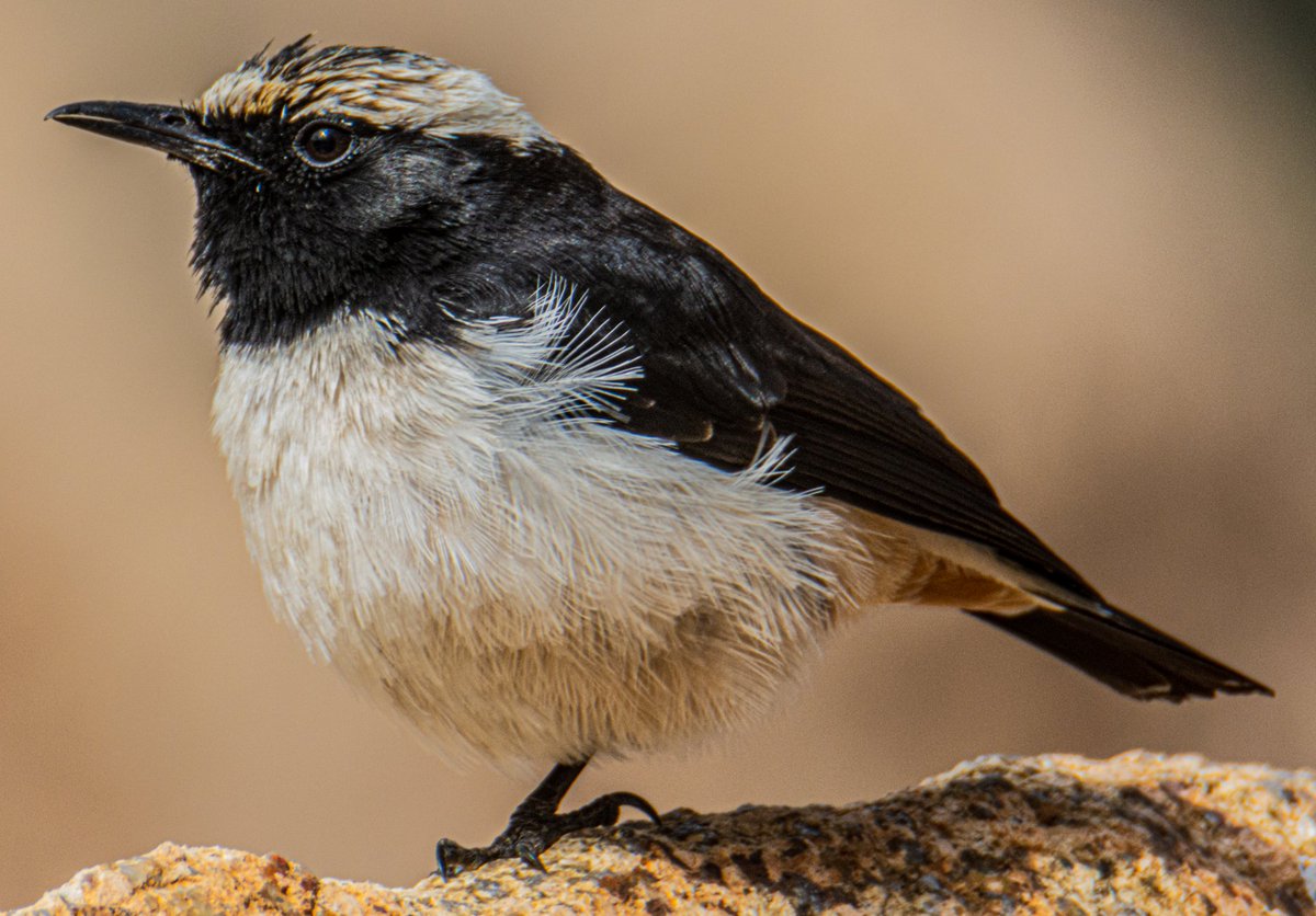 FutureMediaPK's tweet photo. Arabian Wheatear ♂️
Arabic: ♂️ أبلق عربي

Location: Ash #Shafa #AlShafa #Taif #Makkah #SaudiArabia
الموقع: #شفا #الشفا #الطائف #مكة #السعودية

#photographer #travel #beauty #photooftheday #beautiful @tswir @SaudiMagazine @IASArabia @birdlife_me @_OSME @global_birding @Team_eBird https://t.co/9ThxJcl9ea