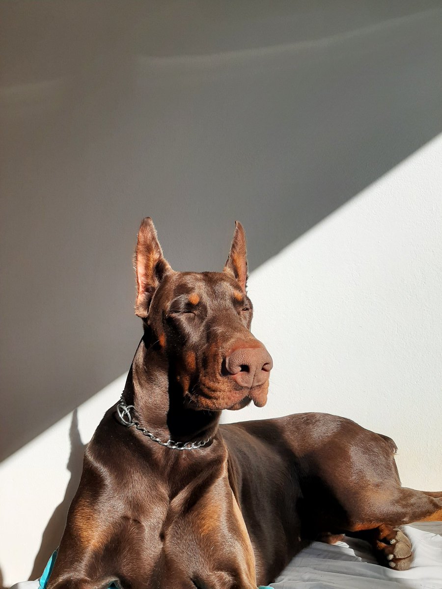 totalnasteta's tweet image. harry styles je napisao golden samo za njega